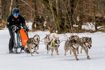 Von Fasching über Kabarett bis zum Schlittenhunderennen: Das ist im Erzgebirge und in Mittelsachsen los - Nach zweijähriger Pause können am Wochenende wieder Schlittenhunderennen in Seiffen verfolgt werden.