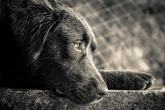 Von Geistern und Hunden - Traurig, traurig. 