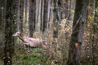 Von Gesellschaftsjagd bis Landratswahl: Das bringt die Woche in Mittelsachsen - Nach Informationen des Sachsenforsts ist die Jagd ein Beitrag zum Aufbau klimaresistenter Wälder.