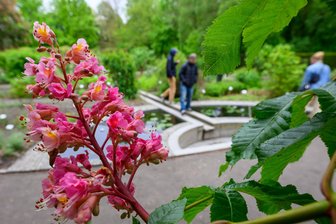 Von Giftpflanzen und Bergblumen: Spezialgärten in Sachsen - Der Apothekergarten Leipzig gehört zum Botanischen Garten der Universität. 