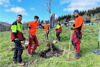 Von Knorpelkirsche bis Esskastanie - Luis, Vincent, Lea, Leonie und Niklas (v. l.) sind Azubis im ersten Lehrjahr beim Sachsenforst und helfen derzeit in Antonsthal die jungen Obstbäume zu setzen.