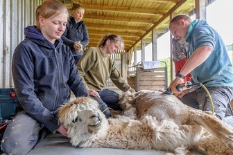 Von Kuscheldecke bis Biodünger: Alpakawolle wird in Oberwiesenthal bis aufs letzte Gramm verarbeitet - Patrick Bruns (rechts) und Freundin Christin Brügger (links) aus der Nähe von Osnabrück sind in ihrem Urlaub auch in diesem Jahr wieder unterwegs, um unter anderem auf der Traumweide in Oberwiesenthal Alpakas zu scheren.