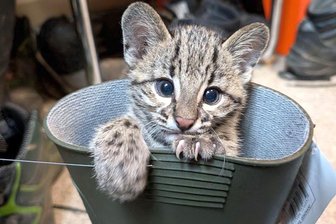 Von leidenden Hunden und ausgewilderten Luchsen: Tierische Geschichten aus dem Erzgebirge - Salza ist die kleine Salzkatze, die dieses Jahr im Auer Zoo der Minis zur Welt kam.