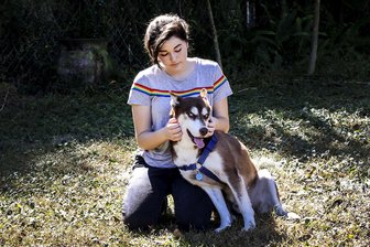 Von New York nach Florida: Entlaufener Hund wieder bei Familie - Fidnerin Rose Verrill streichelt den Kopf eines braun-weißen Husky namens Sinatra in ihrem Haus.
