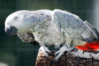 Von Papagei gebissen: Zoogeschäft-Kunde bekommt 4100 Euro -