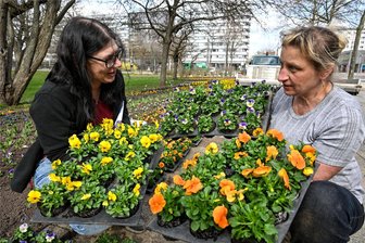 Von „Peach Jump Up“ bis „Deep Blue“: Was Chemnitz derzeit blüht - Gärtnermeisterin Ilka Voigt und Mitarbeiterin Birgit Roßbach bei den Vorbereitungen für den Frühling im Park.