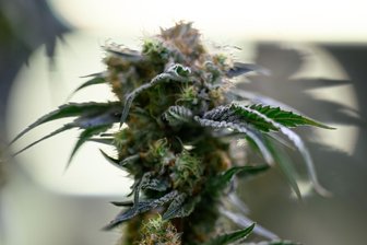 Von Schlägerei bis Drogenhandel: Das sind die Prozesse am Amtsgericht Döbeln - Wegen Handels mit Cannabis (Symbolfoto) muss sich eine Waldheimerin vor Gericht verantworten.