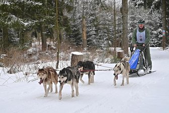 Von Schlittenhunderennen bis Gesellschaftstanz: So vielfältig wird das Wochenende im Erzgebirge - Auf dem Gelände des Waldgasthofes „Bad Einsiedel“ in Seiffen findet am Wochenende ein internationales Schlittenhunderennen statt.