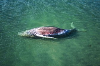 Von Sichtung bis Tod: Chronologie zum Ostsee-Buckelwal - Die Reise des Buckelwals endete im flachen Wasser vor der dänischen Insel Anholt.