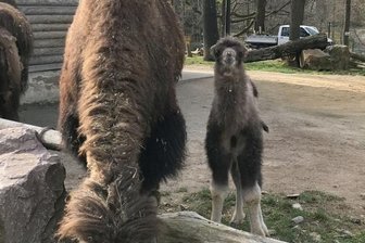 Von Trampeltier bis Wasserschwein: Im Tierpark Chemnitz gibt es Nachwuchs - Trampeltiernachwuchs im Tierpark Chemnitz