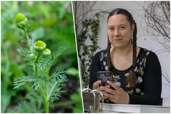 Von wegen Unkraut: Vogtländerin erklärt, wie diese Pflanze Geschmack in die Küche bringt - Die Falkensteiner Kräuterpädagogin Maria Birkner mit einer Kräuterkunde über die Strahlenlose Kamille.
