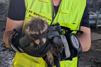 Vor dem letzten Löschangriff: Netzschkauer Feuerwehr rettet jungen Waschbär - Süßer Fratz im Glück. Der kleine Waschbär in den Händen von Einsatzleiter Marcel Schönsee.