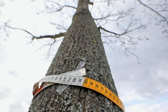 Vor der Säge wird gemessen: Heinsdorfergrund will Bäume weiter aktiv schützen - Geschützt sind in Heinsdorfergrund Bäume mit einem Stammumfang ab 80 Zentimeter, gemessen in ein Meter Höhe vom Erdboden aus, außer Lärchen, Douglasien, Fichten, Kiefern und Tannen in ihren verschiedenen Züchtungen.