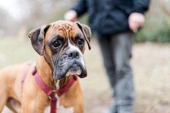 Vorbild Großhartmannsdorf: Gibt es bald auch in Mulda Hundekotbeutel? - Hunde sind beliebte Haustiere, aber wenn man mit ihnen Gassi geht, muss man die Hinterlassenschaften entfernen.