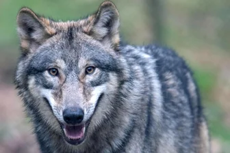 Vorfall in Hamburg: So nah kommen sich Wolf und Mensch in Sachsen - In der Region sind im Vogtland und im Erzgebirge schon mehrfach Wölfe gesichtet worden - auch mitten in Ortschaften.