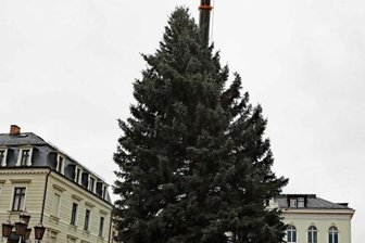 Vorfreude aufs Fest: Bäume aufgestellt - Eine Blaufichte, die 17 Meter hoch und 4,5 Tonnen schwer ist, steht in Crimmitschau. Der Baum stammt von einem Privatgrundstück an der Waldstraße.