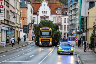 Vorfreude im Erzgebirge: 12 Meter hoch, 1,5 Tonnen schwer - Auer Altmarkt schmückt jetzt ein Weihnachtsbaum - Mit Polizeigeleit ist der Weihnachtsbaum am Montag ins Auer Stadtzentrum gebracht worden.