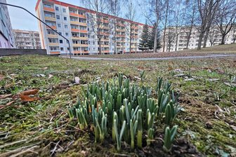 Vorfrühling im Erzgebirge: Die ersten Schneeglöckchen zieht es ans Licht - Vorfrühling im Erzgebirge: Wie hier in Zwönitz lockt es die ersten Schneeglöckchen ans Licht.