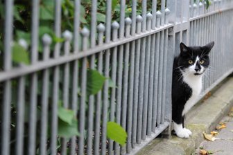 Vorsicht in Gersdorf: Kater verliert Auge nach Schussverletzung - Freigängerkatzen in Gersdorf sind womöglich in Gefahr. Ein Kater verlor durch einen Schuss sein Auge.