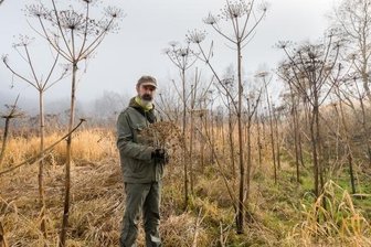 Vorsicht! Riesen-Bärenklau wächst bei Rübenau - Nomen est Omen: Der Riesen-Bärenklau wird größer als ein Mensch. Kay Meister kennt den Standort nahe Rübenau.