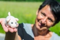 VORSICHT SATIRE: RÜCKBLICK AUF DIE WOCHE: Schwein gehabt! -