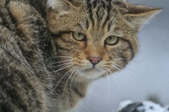 Vortrag auf den Spuren der Wildkatzen - Eine Wildkatze ähnelt einer Hauskatze nur bedingt.