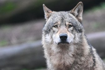 Vortrag in Mittelsachsen: Der Wolf auf der Abschussliste? - Ein Wolf in seinem Gehege in Baden-Württemberg.