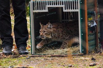 Vortrag in Neukirchen: Den ausgewilderten Luchsen in Sachsen auf der Spur - Das Luchsweibchen Alva wurde 2024 ausgewildert.