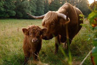 Vortrag in Oberlungwitz: Was Hochlandrinder und Kaninchenzüchter gemeinsam haben - Die Schottischen Hochlandrinder im Hirschgrund haben eine wichtige Aufgabe.
