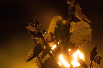 Vorweggenommene Eisheilige: Wetterdienst warnt vor nächtlichem Frost in Sachsen - Zahlreiche kleine kontrollierte Feuer sollen die empfindlichen Rebstöcke in den Junganlagen in Sachsen in den kommenden Nächten vor Frost schützen. Denn wegen des warmen Wetters tagsüber stehen die jungen Rebstöcke bereits kurz vor dem Knospenausbruch. Durch plötzliche Kälte können die Knospen braun werden und abfallen.