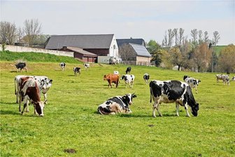 Vorwurf der Tierquälerei: Warum wurden trächtige Kühe aus Callenberg geschlachtet? - Glückliche Kühe oder Zeugen lang anhaltender Missstände auf dem Hof? Ende April 2022, wurde der Hof noch von Landwirt Christian Roscher aus Bernsdorf bewirtschaftet. 