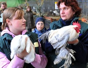 "Vorzüglich" für die Schönsten - 
              <p class="artikelinhalt">Die 14-jährige Jungzüchterin Jenny Manger aus Müdisdorf zeigt ihren Hermelin Blauauge. Kerstin Richter aus Weigmannsdorf war mit einem federfüßigen Zwerghahn isabell-porzellanfarben präsent.</p>
            
