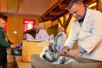 Vorzügliche Kaninchen in Hainichen zu sehen: Züchtervereine sind jedoch Pandemieverlierer - Am Donnerstag wurden im Vereinshaus in Hainichen 377 Kaninchen von den Preisrichtern bewertet, auch dieses Rhönkaninchen, birkenfarbig. Die Tiere sind am Samstag und Sonntag zu sehen.