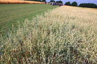 Wachsender Bedarf in Plauener Mühle: Warum die Landwirte im Vogtland bisher dennoch einen Bogen um Hafer machen - Hafer, hier auf einer Versuchsfläche in Christgrün, wächst zwar im Vogtland gut, wirft aber mitunter geringe Erträge ab.