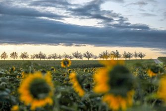 Wärme in Sicht: Wann der Sommer zurück nach Sachsen kommt - Noch herrschen Regenwolken und kühle Luftmassen im Freistaat vor. Doch zum Ende der Woche hin erwarten Meteorologen wieder sommerliche Temperaturen.