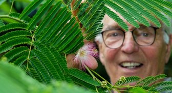Wärmeliebender Baum trotzt beharrlich vogtländischer Kälte - Bernhard Weisbach staunte nicht schlecht, als er nach drei Jahren an seinem Seidenbaum bereits Blüten entdeckte. Ein Hinweis, dass Mittelmeerpflanzen durchaus auch in hiesigen Gefilden gedeihen.