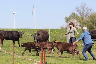 Wagyu-Rinder: In Erlau dürfen fünf Kälbchen zum ersten Mal raus aus dem Stall - Zum ersten Mal dürfen auch die Kälbchen den Stall verlassen und hinaus auf die saftigen Wiesen.