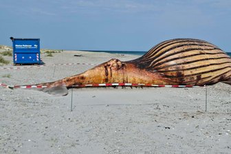Wal-Obduktion am Strand: Nichts für schwache Nerven - Der Buckelwal soll am Donnerstag obduziert werden. 