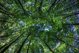 Wald erhält Nährstoff mit dem Helikopter - 