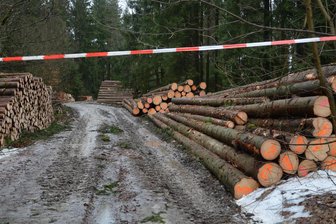 Wald im Vogtland lässt Federn: Großer Holzeinschlag wirft Fragen auf - Im Waldgebiet am Sportplatz Beerheide lagert ein Teil der geschlagenen Stämme.