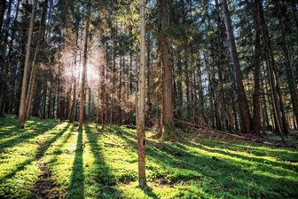Waldbaden - weniger Stress, mehr Wohlbefinden - Natur entspannt und macht auf diese Weise glücklich. Foto: Daniel Vogl/dpa