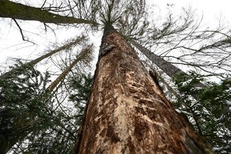 Waldbewirtschaftung: Lugau zahlt erneut drauf - Durch Borkenkäfer massiv geschädigte Fichte. 