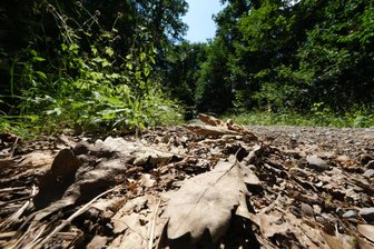 Waldbrand bei Hitzewelle: Im Landkreis Zwickau gilt jetzt zweithöchste Gefahrenstufe - Bei Trockenheit und Hitze steigt derzeit auch in Sachsen die Waldbrandgefahr.