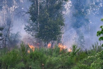 Waldbrand in der Gohrischheide: Kritik aus Mittelsachsen an fehlenden Investitionen in den Brandschutz - Nach dem Brand in der Gohrischheide gibt es Kritik aus Mittelsachsen am Freistaat Sachsen.