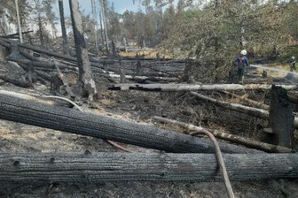 Waldbrand in Sächsischer Schweiz: "Der Torfboden brennt bis zu 50 Zentimeter tief" -
