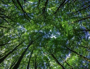 Waldbrandgefahr in Mittelsachsen steigt zum Wochenende - 