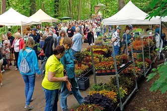 Waldenburg: Basilikum-Markt verspricht Kräuter-Vielfalt für Garten und Gaumen - Der Basilikum-Markt in Waldenburg ist ein Besuchermagnet. Am Sonntag gibt es wieder die Chance zum Einkaufsbummel im Grünen.