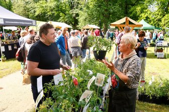 Waldenburg: Parkärger trübt die Vorfreude auf Basilikum-Markt  ein wenig - Gesehen und gekauft: Reporter Jochen Walther lässt sich am Stand von Tomatenkönigin Swetlana Hüttner aus Hohenstein-Ernstthal die Ampeltomate Maskotka geben – ideal für den überdachten Balkon mit reichlich Sonne.