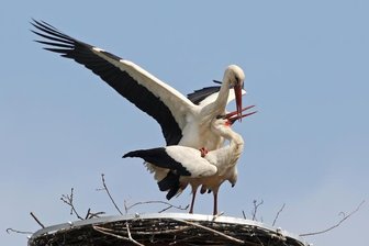 Waldenburger drücken Daumen für ersten Storchennachwuchs - 