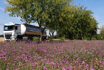 Waldenburger mit Wildblumen als lukrativem Nischenprodukt - Bei Callenberg werden Flockenblumen angebaut. Diese und andere vermeintliche Unkräuter sind ein lukratives Nischenprodukt. 